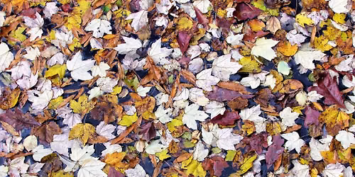 Nature Club Dine & Discover: Leave the Leaves