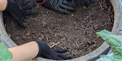 Spring Bulb Planting
