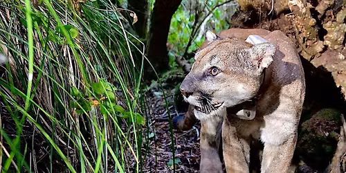Living with Lions in the North Bay by Dr. Quinton Martins