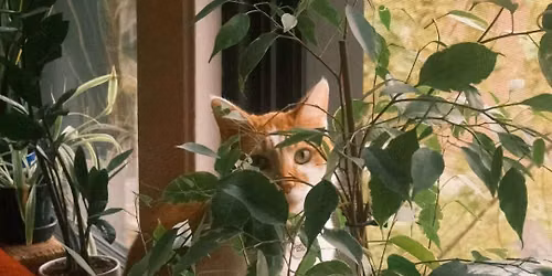 Workshop: Pet Friendly Houseplants