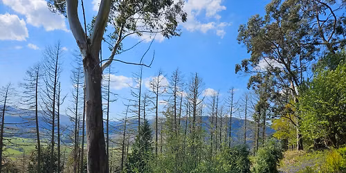 Ramble around Kilmun Arboretum