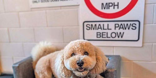 York - All Paws Pup Up Cafe \u2600\ufe0f