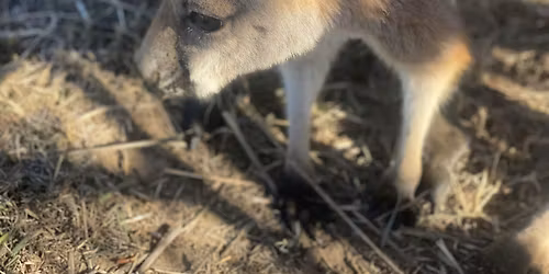 Kangaroo Meet-and-Greet (indoor)