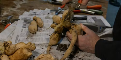 Dig, Divide & Store Your Dahlias: A Hands-On Workshop with Paul Rossi