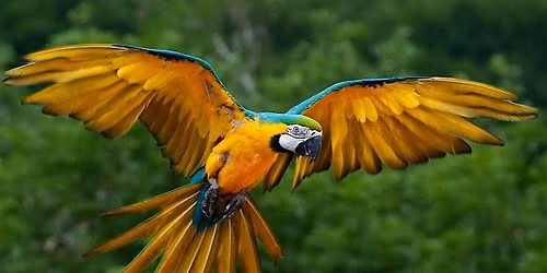 TORONTO BIRD SHOW  SATURDAY APRIL 18TH @ 6 PM