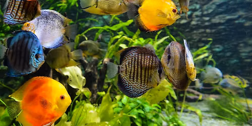Milwaukee Aquarium Society Event 