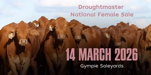 Droughtmaster National Female Sale