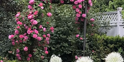 Roses: Know and Grow