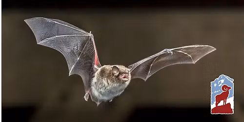 Bats of Colorado and Rocky Mountain National Park