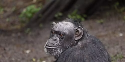 Zoofari Tours: Autumnal Adaptations