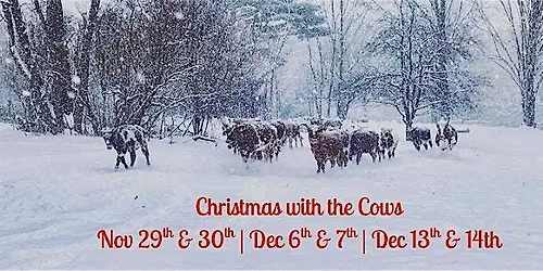 Christmas with the Cows