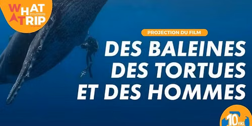 Projection \u2022 Des baleines, des tortues et des hommes