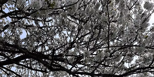 Community Mindful Walk in Hove Park,  Brighton