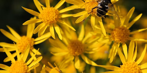 Habitat Advocate: Green Mulch - Using Native Plants as Groundcovers