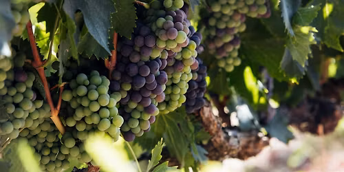 Uncorked: A San Diego Wine Guide Celebration