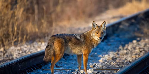 Adult Lecture Series: Coyotes