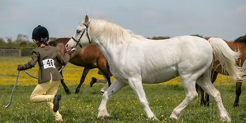 New Forest Bloodhounds Horse & Dog Show