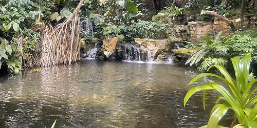 A Hidden World: Singapore's Lush Rainforest & Wetland Journey