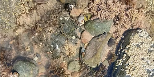 Marine Survey