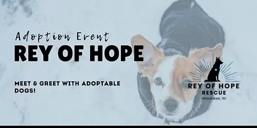 Meet Your New Best Friend! Rey of Hope Adoptable Dogs \ud83d\udc3e