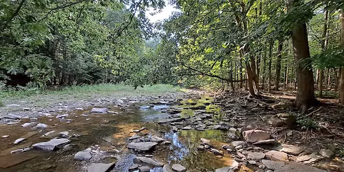Stillness in the Stream: A Yoga & Creek Walk Experience