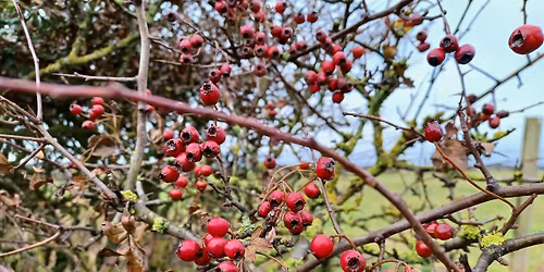 A Winter Woodland Wander