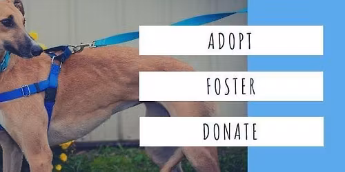 Adoption Event & Fundraiser - Kendra Scott