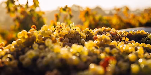 Weinseminar "Grundlagen 1 - Einsteiger"