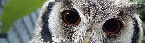 Animal Encounter with Kirkleatham Owl Centre