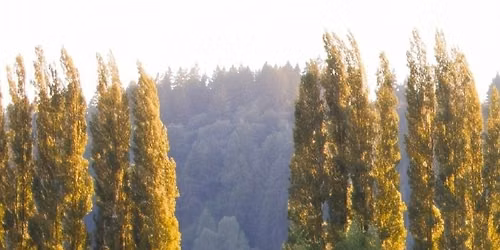 Paint in the Lavender Fields of Woodinville Wine Country - Washington