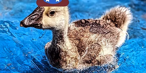 Stand Up for Animal Freedom- 4th of July Parade