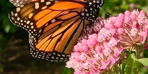 Nature Festival and Native Plant Sale!