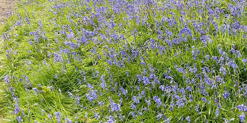 WEELEYHALL WOOD BLUEBELL OPEN DAY