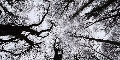 Winter Trees: Festive Folklore