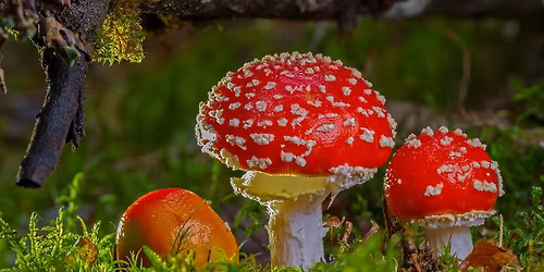 Paddenstoelen zoeken in het bos