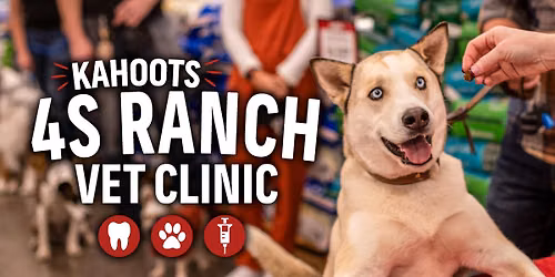 Low Stress Vet Clinic & Teeth Cleaning