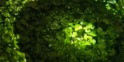 Meditative Symbiosis Workshop [PART OF TEMPORARILY OUT OF PLACE]