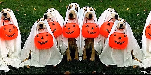 Howl-oween Pawty