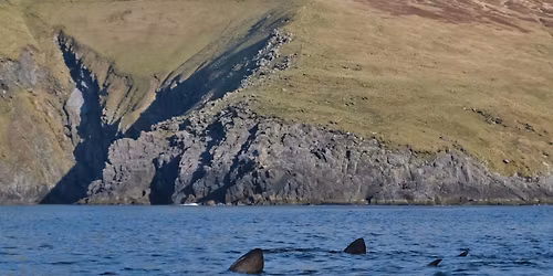 Terror Talks: Shark! Shark-Infested Ireland