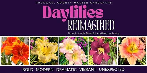 Daylilies Reimagined