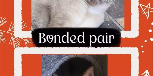 Fisher Valley Felines ADOPTATHON