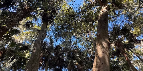 Ancient Shoreline Nature Walk: Exploring Lake Okeechobee Ridge Trail