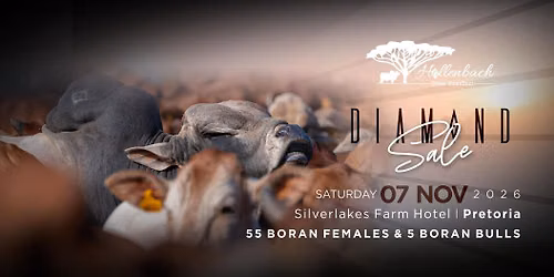 Hollenbach Boran Diamond Sale