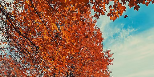 Moment of Thanks Forest Bathing