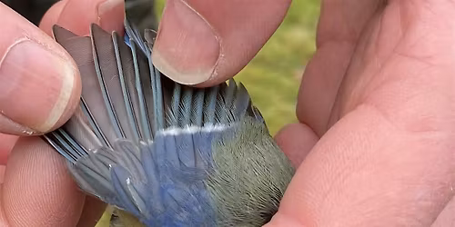 Bird Ringing - Woolley Firs, Saturday 13 December