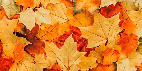 CENTRAL: We're Going on a Leaf Hunt