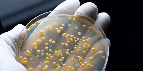 UM Knowledge Exchange -  Microscopic World