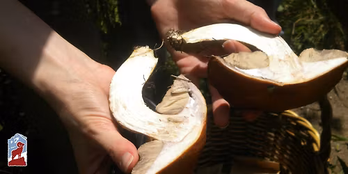Introduction to Mushrooms in Rocky Mountain National Park