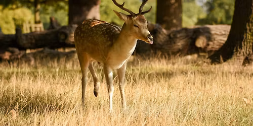 Black Girls Hike: Richmond Park - Spring Blooms