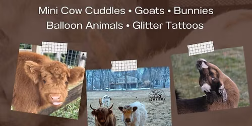 Mini Cow & Goat Cuddles 
